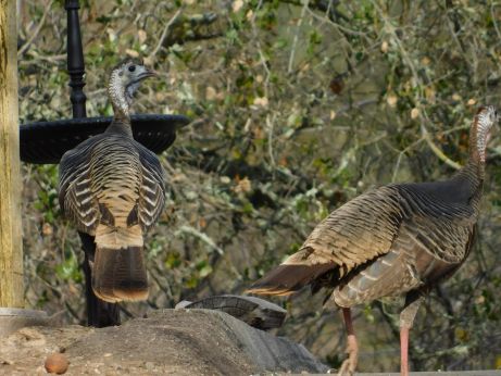 [Picture of Turkeys in Amador City]